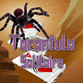 Тарантул Солитер